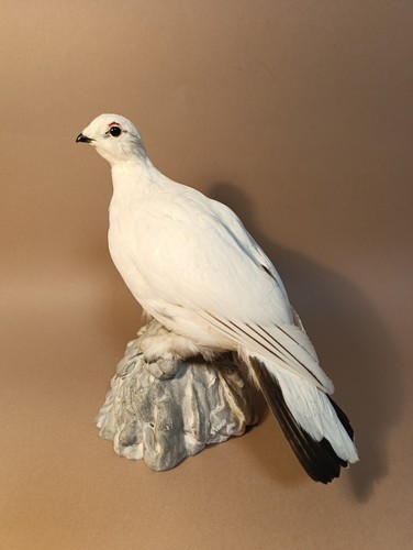 Taxidermy cabinet de - taxidermy,,