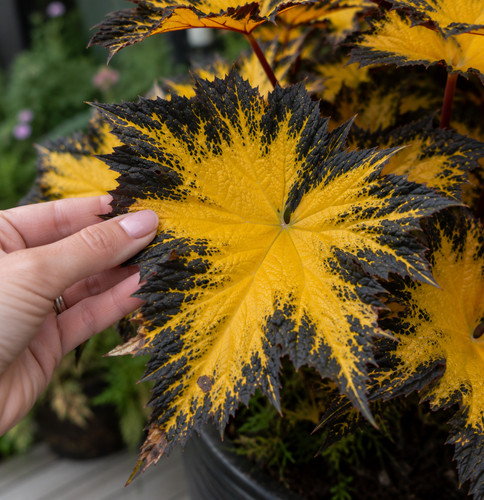 öt 3108xt begonia foglia rex - Öt,