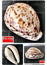 Cypraea tigris per tulearensis