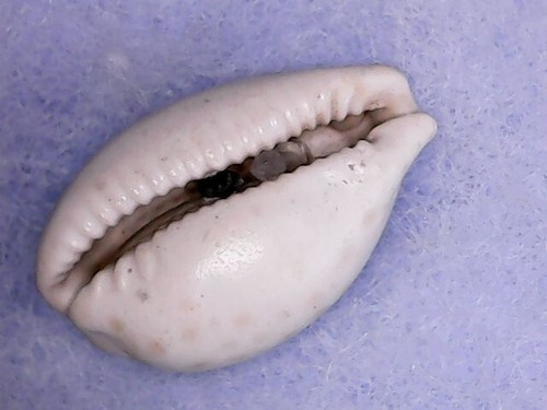 Fossil shell cypraea - cypraea,