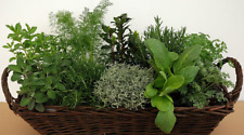  BASILICO-PREZZEMOLO-SEDANO-ORIGANO-MENTA-RUCOLA 4300 SEMI  DI AROMATICHE 