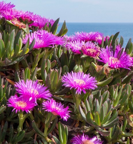Carpobrotus virescens pianta - carpobrotus,