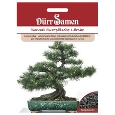Semi di siccità semi bonsai