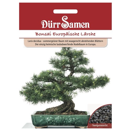 Dürr samen saatgut bonsai - dürr,