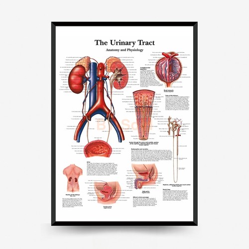 Diagramma anatomico tratto