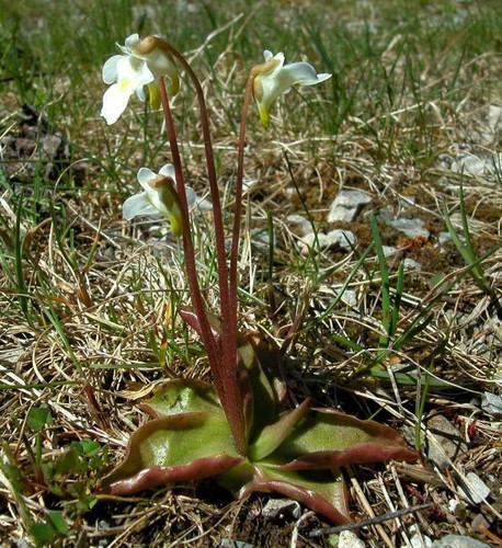 Pinguicula alpina pianta - pinguicula,