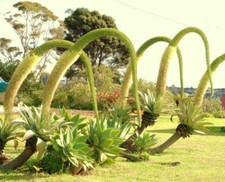 Agave attenuata - coda, di