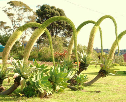 Agave attenuata fox tail - agave,