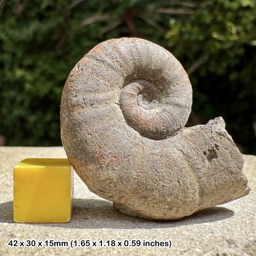 Rare alocolytoceras coarctatum - rare,