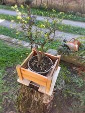 Vaso/Piedistallo di legno