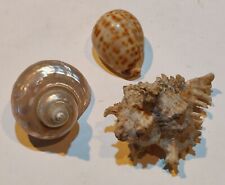 Lotto di TRE CONCHIGLIE DA COLLEZIONE (Dimensioni 5-7 cm circa).