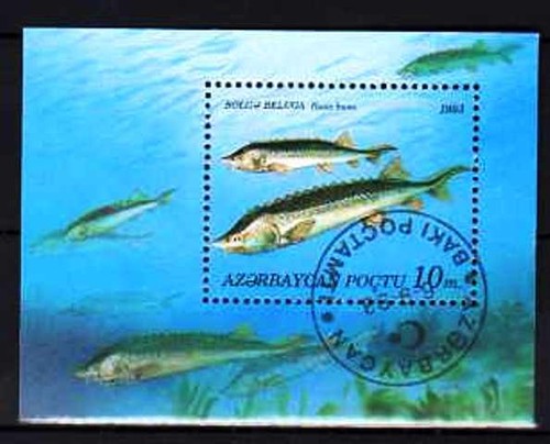 Pesci azerbaijani blocco - pesci,