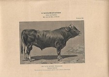 Stampa antica TORO di razza