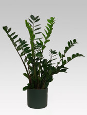 Pianta zamioculcas in - 1, di