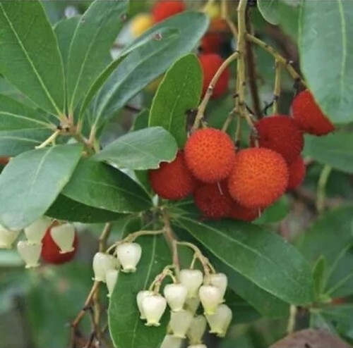 Piante abutus unedo - piante,
