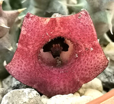 1 Talea Huernia Macrocarpa