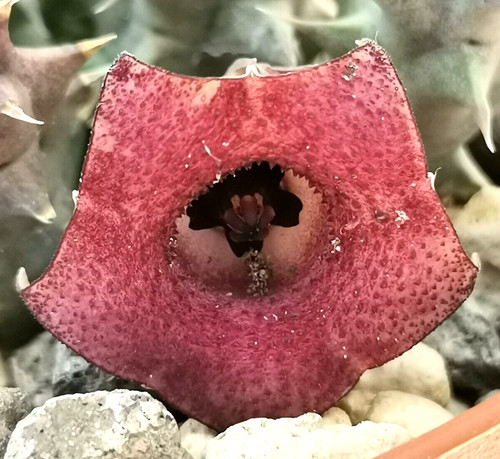 Talea huernia macrocarpa - 1,