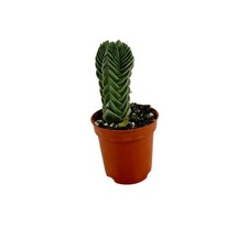 CRASSULA OLTRE BUDDHA'S TEMPLE