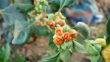 Ashwagandha seeds withania - seeds, (withania