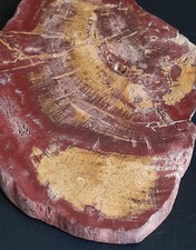 Fetta Legno Fossile Rosso