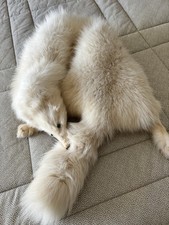 Stola In Pelliccia Di volpe Bianca Vera