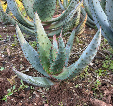 ALOE MARLOTHII - PIANTA DA