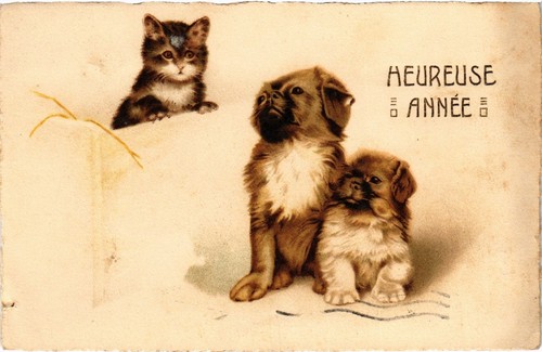 Cpa puppies with cat - with, a