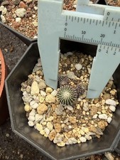 Pelecyphora aselliformis - , f