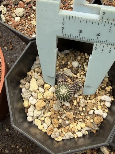 Pelecyphora aselliformis - , f