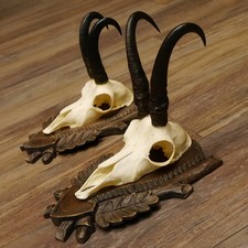 Antlers Camosci 2 X Gamsen Sl