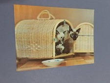 cartolina stereo top gatto