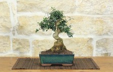 Bonsai di Olivastro (281)