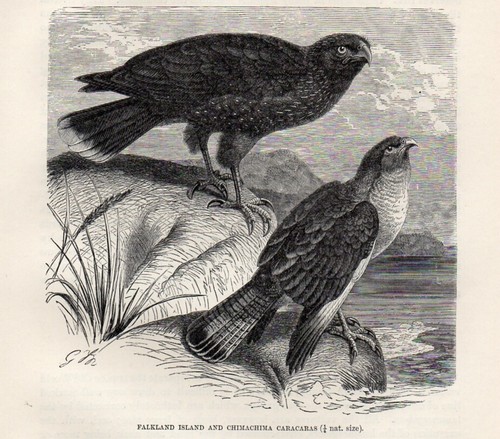 Stampa antica 1894 caracara - antica,