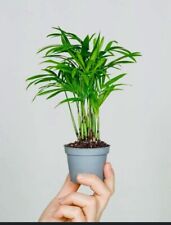 2X Pianta di Chamaedorea Elegans Palma Fortuna piana tropicale ornamentale vera