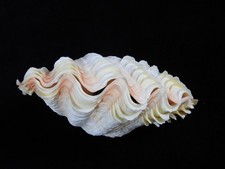 Sea shell tridacna 145mm - shell,