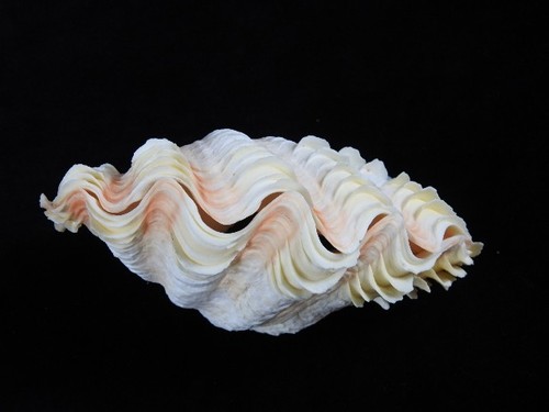 Sea shell tridacna 145mm - shell,
