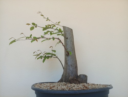 Bonsai xxl carpino - bonsai,