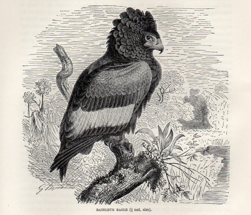 1894 falco giocoliere uccelli - falco,
