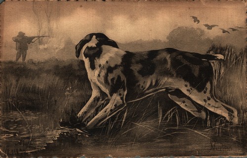 Norfini cane caccia - norfini,