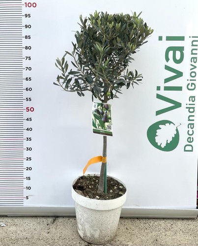 Pianta ulivo cipressino - pianta,