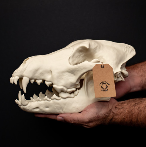 Dire wolf skull large - wolf,