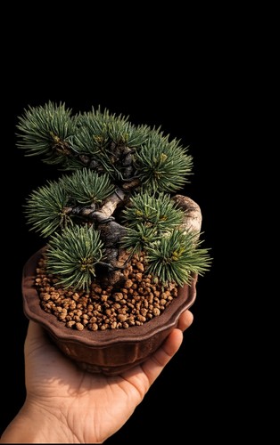 Pre bonsai pino - di,