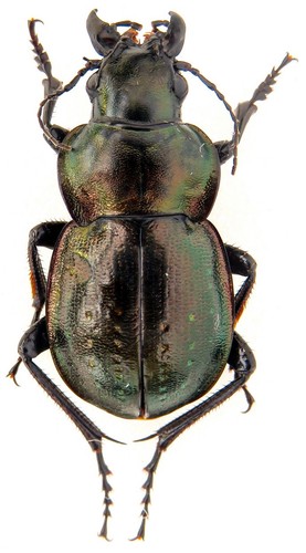 Carabidae calosoma - carabidae,