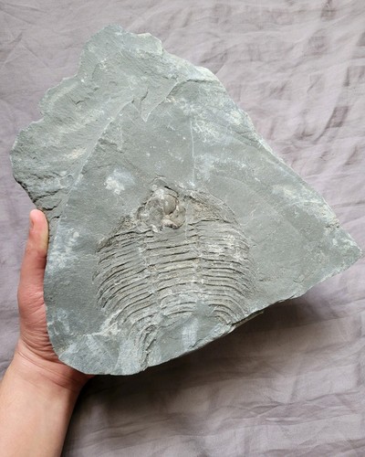 Rarissimo arctinurus boltoni - rarissimo,