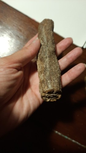 Legno fossile ramo italia - fossile,