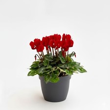 Ciclamino Mini Rosso in Vaso |