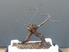 Bonsai Olmo Campestre 37x32cm