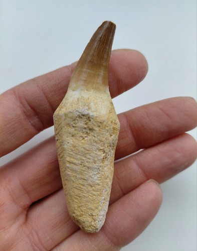 Dente con radice mosasauro - radice, 7,5