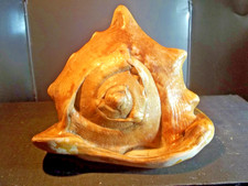 COLLECTION. COQUILLAGE RUFA CASQUE ROUGE. Antilles. Gastropode marin. Océan.