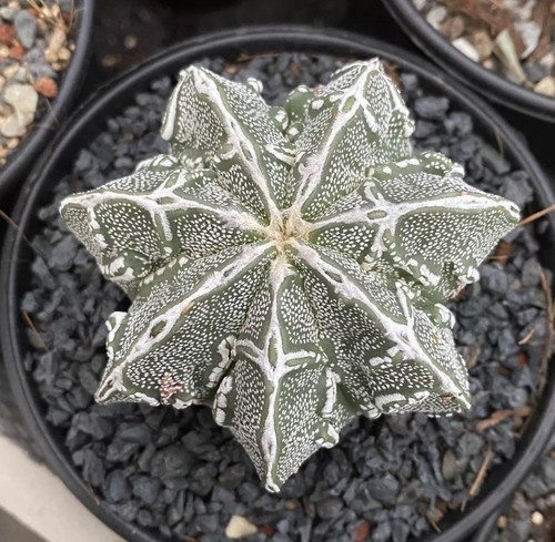 Astrophytum onzuka coltivato - onzuka,,